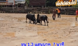 คลิปวัวชนย้อนหลัง ผลการชน โหนดหลังขาวนักล่าท้าพลัง (เพชรน้ำหนึ่ง) VS ดุกด้างธงชัยศุภาราชลูกเจ้าควนท่าโพธิ์