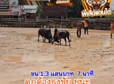 คลิปวัวชนย้อนหลัง ผลการชน โหนดหลังขาวนักล่าท้าพลัง (เพชรน้ำหนึ่ง) VS ดุกด้างธงชัยศุภาราชลูกเจ้าควนท่าโพธิ์