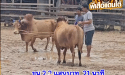 คลิปวัวชนย้อนหลัง ผลการชน ขาวใหญ่ใจเด็ดบัณฑิตมีชัย (ไอ้โลตัส)  VS ขาวราชานนท์