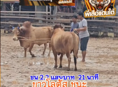 คลิปวัวชนย้อนหลัง ผลการชน ขาวใหญ่ใจเด็ดบัณฑิตมีชัย (ไอ้โลตัส)  VS ขาวราชานนท์
