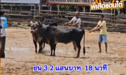 คลิปวัวชนย้อนหลัง ผลการชน โหนดหลังชาวหนึ่งสยาม ท.นำชัย (คอปเตอร์ )  VS โหนดหลังชาวลูกรักยอดพยัคฆ์แสนเหลี่ยม( เจ้าชั้น)