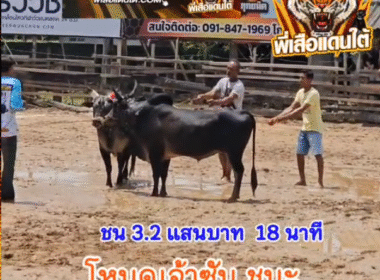 คลิปวัวชนย้อนหลัง ผลการชน โหนดหลังชาวหนึ่งสยาม ท.นำชัย (คอปเตอร์ )  VS โหนดหลังชาวลูกรักยอดพยัคฆ์แสนเหลี่ยม( เจ้าชั้น)