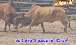 คลิปวัวชนย้อนหลัง ผลการชน แดงยอดซุปเปอร์ (ไอ้โพงพาง)  VS แดงงามแมนดาริน (บังยูโสบ)