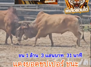 คลิปวัวชนย้อนหลัง ผลการชน แดงยอดซุปเปอร์ (ไอ้โพงพาง)  VS แดงงามแมนดาริน (บังยูโสบ)