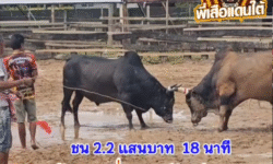 คลิปวัวชนย้อนหลัง ผลการชน  โหนดเพิ่มพูนทรัพย์ออ็อดนำชัย VS ดุกด้างเหลี่ยมพยัคย์ยอดบรรลือชัย