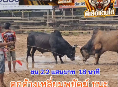 คลิปวัวชนย้อนหลัง ผลการชน  โหนดเพิ่มพูนทรัพย์ออ็อดนำชัย VS ดุกด้างเหลี่ยมพยัคย์ยอดบรรลือชัย