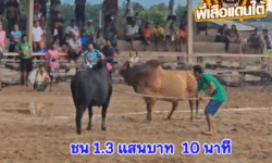 คลิปวัวชนย้อนหลัง ผลการชน ลันดาฟ้าวันใหม่  VS ดุกด้างเพชรสองเกลอ (บักน้อย)