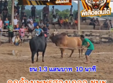 คลิปวัวชนย้อนหลัง ผลการชน ลันดาฟ้าวันใหม่  VS ดุกด้างเพชรสองเกลอ (บักน้อย)