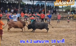 คลิปวัวชนย้อนหลัง ผลการชน ดุกด้างเสดสรรเล็ก (ปล้องเงิน) VS แดงจอมทัพเล็ก