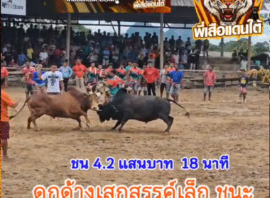 คลิปวัวชนย้อนหลัง ผลการชน ดุกด้างเสดสรรเล็ก (ปล้องเงิน) VS แดงจอมทัพเล็ก