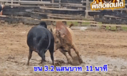 คลิปวัวชนย้อนหลัง ผลการชน โคขาวงามอัศวินปิ่นเพชร (บุษบา) VS โคนิลเพชรทองแท้ (ลูกนิล)