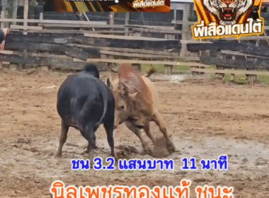 คลิปวัวชนย้อนหลัง ผลการชน โคขาวงามอัศวินปิ่นเพชร (บุษบา) VS โคนิลเพชรทองแท้ (ลูกนิล)