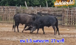 คลิปวัวชนย้อนหลัง ผลการชน โคโหนดสิงห์ดำ (สิงโต) VS โคดุกด้างหลังขาวยอดมรกตเพชรบูรพา (ลีโอ)