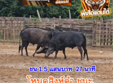 คลิปวัวชนย้อนหลัง ผลการชน โคโหนดสิงห์ดำ (สิงโต) VS โคดุกด้างหลังขาวยอดมรกตเพชรบูรพา (ลีโอ)