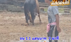 คลิปวัวชนย้อนหลัง ผลการชน แดงงามมรดกเมีย (พูลแก้ว) VS ลายพระจันทร์เสี้ยวเหลี่ยมพยัคฆ์ (แตงโม)