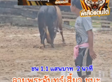 คลิปวัวชนย้อนหลัง ผลการชน แดงงามมรดกเมีย (พูลแก้ว) VS ลายพระจันทร์เสี้ยวเหลี่ยมพยัคฆ์ (แตงโม)