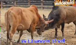 คลิปวัวชนย้อนหลัง ผลการชน แดงงามเมียสั่ง VS ลังสาดลูกรักขวัญใจลูกสาว (โกโก้)