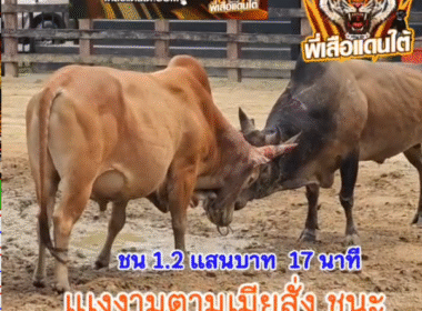 คลิปวัวชนย้อนหลัง ผลการชน แดงงามเมียสั่ง VS ลังสาดลูกรักขวัญใจลูกสาว (โกโก้)