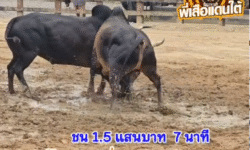 คลิปวัวชนย้อนหลัง ผลการชน โคดุกด้างมาราทอน (ไอ้หัวล้าน) VS โคลังสาดยอดไอคิว (เจ้ามือ)