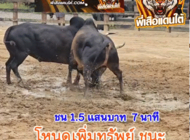 คลิปวัวชนย้อนหลัง ผลการชน โคดุกด้างมาราทอน (ไอ้หัวล้าน) VS โคลังสาดยอดไอคิว (เจ้ามือ)