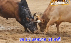 คลิปวัวชนย้อนหลัง ผลการชน ขาวพยัคฆ์บุญนำ (ทานตะวัน) VS ลังสาดเพชรรุ่งเรือง (บิ๊กกิ๊ฟ)