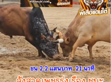 คลิปวัวชนย้อนหลัง ผลการชน ขาวพยัคฆ์บุญนำ (ทานตะวัน) VS ลังสาดเพชรรุ่งเรือง (บิ๊กกิ๊ฟ)