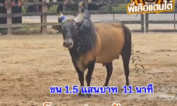 คลิปวัวชนย้อนหลัง ผลการชน โหนดปานขวัญ (ไอ้ขวัญ) VS ขาวงามดาราเอก (ไอ้หล่อ)