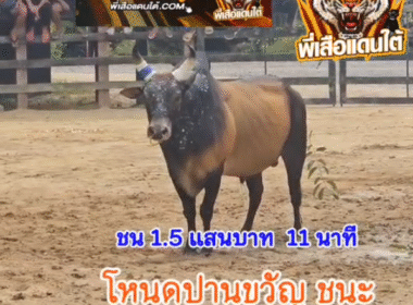 คลิปวัวชนย้อนหลัง ผลการชน โหนดปานขวัญ (ไอ้ขวัญ) VS ขาวงามดาราเอก (ไอ้หล่อ)