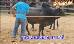 คลิปวัวชนย้อนหลัง ผลการชน โหนดงามเพชรกะรัต (นิวเคลียร์) VS ดุกด้างแซมพยัคฆ์มีชัย (ลูกแซม)