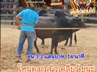 คลิปวัวชนย้อนหลัง ผลการชน โหนดงามเพชรกะรัต (นิวเคลียร์) VS ดุกด้างแซมพยัคฆ์มีชัย (ลูกแซม)