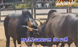 คลิปวัวชนย้อนหลัง ผลการชน ดุกด้างก้องสยาม (อ้ายหัวโต) VS โหนดลูกจอมทัพ (หัวโต)