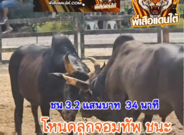 คลิปวัวชนย้อนหลัง ผลการชน ดุกด้างก้องสยาม (อ้ายหัวโต) VS โหนดลูกจอมทัพ (หัวโต)