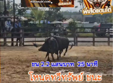 คลิปวัวชนย้อนหลัง ผลการชน โหนดเพชรฆาตทายาทบอจิก (ไอ้บุญมี) VS โหนดทวีทรัพย์พยัคฆ์ภูมินทร์ (อีทวย)