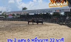 คลิปวัวชนย้อนหลัง ผลการชน โหนดงามสิงห์สยาม (ถุงเงินศักษ์คีริน)  VS ดุกด้างสิงห์พยัคฆ์ภูมิทรัพย์นำชัย (คุณสิงห์)