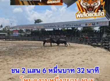 คลิปวัวชนย้อนหลัง ผลการชน โหนดงามสิงห์สยาม (ถุงเงินศักษ์คีริน) VS ดุกด้างสิงห์พยัคฆ์ภูมิทรัพย์นำชัย (คุณสิงห์)