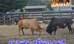 คลิปวัวชนย้อนหลัง ผลการชน ขาวงามเพชรประกาย (บิ๊กจ๊อด) VS ลายพันธุ์อสูร (เสือเปีย)