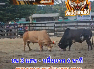 คลิปวัวชนย้อนหลัง ผลการชน ขาวงามเพชรประกาย (บิ๊กจ๊อด) VS ลายพันธุ์อสูร (เสือเปีย)