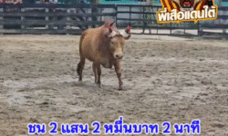 คลิปวัวชนย้อนหลัง ผลการชน ขาวเพชรมรกตยอดนำทรัพย์  VS โหนดเพชรใหม่