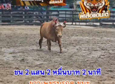 คลิปวัวชนย้อนหลัง ผลการชน ขาวเพชรมรกตยอดนำทรัพย์  VS โหนดเพชรใหม่
