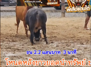 คลิปวัวชนย้อนหลัง ผลการชน โคแดงงามพิทักษ์นำชัย VS โหนดหลังขาวยอดนำทรัพย์เพชรนำชัย (ไอ้ท่อม)