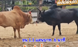 คลิปวัวชนย้อนหลัง ผลการชน โคขาวงามเพิ่มพูนทรัพย์ (ไอ้แหย้ง) VS โคดุกด้างลำน้ำมูลเล็ก (ไอ้ตาแว่น)
