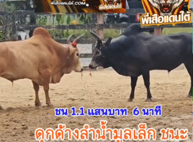คลิปวัวชนย้อนหลัง ผลการชน โคขาวงามเพิ่มพูนทรัพย์ (ไอ้แหย้ง) VS โคดุกด้างลำน้ำมูลเล็ก (ไอ้ตาแว่น)