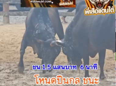 คลิปวัวชนย้อนหลัง ผลการชน โคโหนดหลังขาวแซมเหลี่ยมเพชรพยัคฆ์พันทาง (ปืนกล) VS โคโหนดแซมไทยคู่ฟ้า (ม้าเหล็ก)