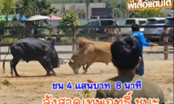คลิปวัวชนย้อนหลัง ผลการชน ลังสาดเทพฤทธิ์พิชิตนำชัย (ท่านเหลิม) VS ดุกด้างนำโชคลูกสองเซียน (จุดเงิน)