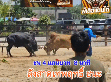คลิปวัวชนย้อนหลัง ผลการชน ลังสาดเทพฤทธิ์พิชิตนำชัย (ท่านเหลิม) VS ดุกด้างนำโชคลูกสองเซียน (จุดเงิน)