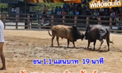 คลิปวัวชนย้อนหลัง ผลการชน ลังสาดงามนำทรัพย์ (วู้ดดี้) VS โหนดเด่นสยามพยักฆ์เกรียงไกร (ตี๋เล็ก)