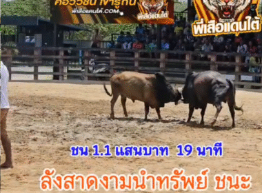 คลิปวัวชนย้อนหลัง ผลการชน ลังสาดงามนำทรัพย์ (วู้ดดี้) VS โหนดเด่นสยามพยักฆ์เกรียงไกร (ตี๋เล็ก)