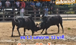คลิปวัวชนย้อนหลัง ผลการชน ดุกด้างนาทีทอง VS นิลงามพิชิตชัย (ลูกนิล)