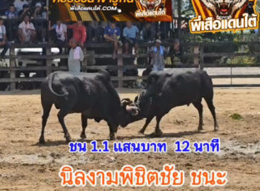 คลิปวัวชนย้อนหลัง ผลการชน ดุกด้างนาทีทอง VS นิลงามพิชิตชัย (ลูกนิล)