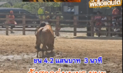 คลิปวัวชนย้อนหลัง ผลการชน ลังสาดรุ่งเพชร (กันตัง) VS ดุกด้างท้องลายนำทรัพย์เพชรแสนชัย